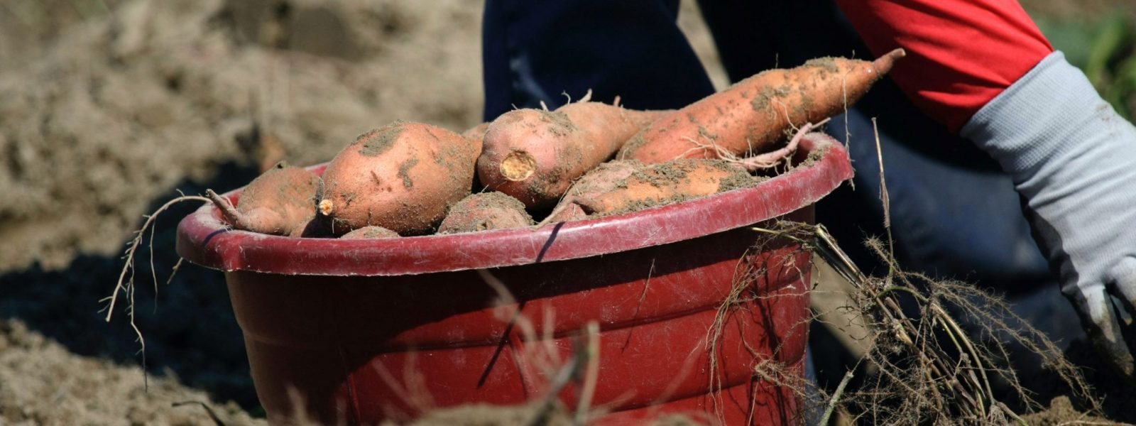 Sweet Potato