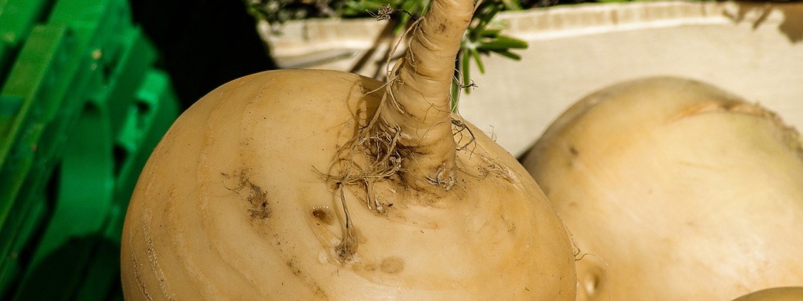 Jicama